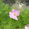 梅雨？初夏？の花壇、菜園