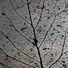  真に救われるべきは脱北者ではない