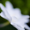 お花マクロ(XF80mm
