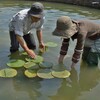 オオオニバス苗の植え付け 