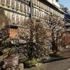 巣鴨の眞性寺の梅と啓翁桜、高岩寺で梅を見てきました。