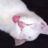 【おもしろ】舌を出したまま寝る猫【動画】