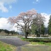 今日の桜