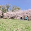 お花見yoga