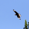 カンムリカラカラ(Crested Caracara)