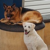 ハドソン＆レックス〜セントジョンズ警察シェパード犬刑事〜Hudson&Rex☆S4-5
