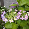 梅雨の中の額紫陽花