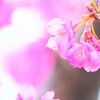 河津桜の早咲きが見ごろに