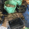 【農業部活動日記】加工体験