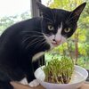 くろちゃんの愛情でぐんぐん育つ豆苗