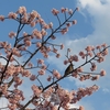 ヒヨドリと河津桜