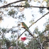 エチオピアハチクイ Ethiopian Bee-eater