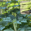 夏野菜　オクラ 29【玄関で収穫】
