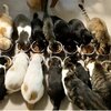 沖縄の保護猫カフェ　猫のおうちMIKEを紹介するにゃ