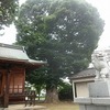柳原神社の保存木