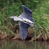 台風18号襲来前の川辺で野鳥撮影