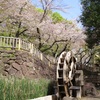 #桜#音無親水公園