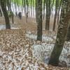 雪紅葉のブナ林を歩く