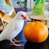 62:まるち🕊:「みかん！🍊