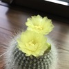 ブラジリカクタス・雪晃の花は昼も夜も咲いている。