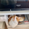 新しい電子レンジにも猫流あいさつができる、コミュ力高めな愛猫です。