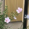 木槿