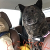 甲斐犬、(連休中日をすっ飛ばして)最終日を愉しむの巻〜ﾔｯﾀﾙﾃﾞｯ٩( ᐛ )و