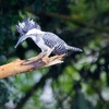 市街地近くの江津湖にヤマセミ