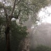 【屋久島・縄文杉の初心者失敗談】ツアーに参加しない単独登山の注意点