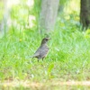 【写真】最近の写真撮影（2017/4/29）服部緑地公園