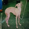 ITALIAN GREYHOUND