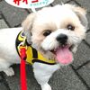 フワフワメッシュで通気性抜群！愛犬に負担を掛けず脱着しやすい快適ハーネス★世界30ヶ国以上で愛されるPUPPIA（パピア）／ポップな13色／サイズ豊富／ランキング100週連続1位獲得！！