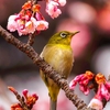 寒桜