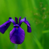 ノハナショウブ：野花菖蒲