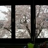 桜フレーム　クラブで桜スケッチ、イカリソウ開花