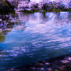 内山永久寺跡の桜