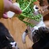 大根をむさぼり食う猫たち【動画】