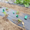 バジル、全部植えた