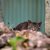 八重山諸島のねこさん
