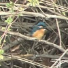 20240203 冬の野鳥観察会