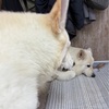 親子ニルスとゾノ