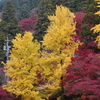 愛知県三河地方の紅葉≪#2≫大井平公園（その2） ― 紅葉の三原色（？） ―
