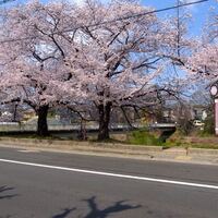 蓼倉橋の桜