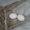鳩が又懲りずにベランダに卵産んでいた♪もう引越しも近いから営巣を許し雛育てる事許可する☆