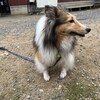 老犬ホームあん｜お泊り シェルティーチーム^^
