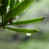 庭木の雨の滴