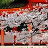 京都・’１０桜「平安神宮」