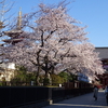 浅草寺と隅田公園の桜です