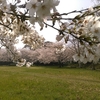 京浜島で花見なんてどうでしょう