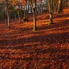 修善寺公園　紅葉